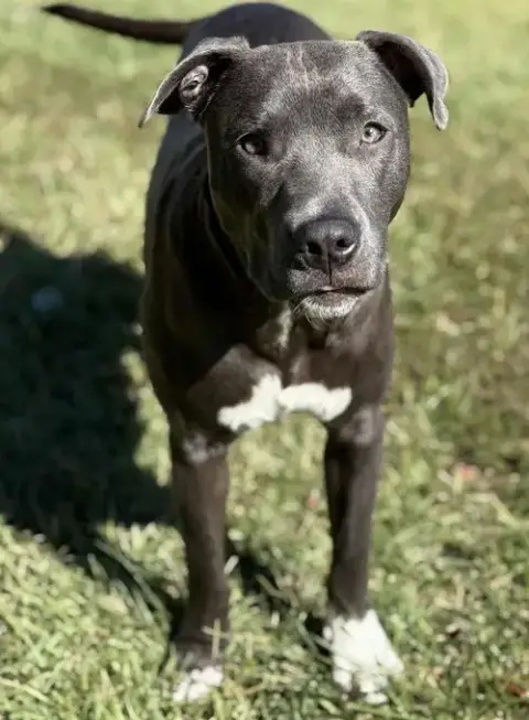 Lyra photo 3