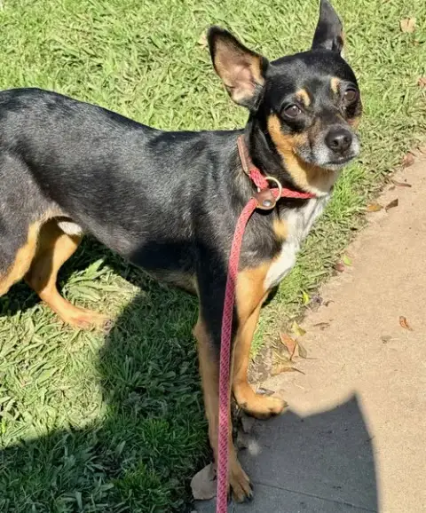 Maddox *Courtesy Post* photo 3