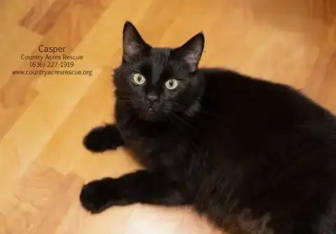 Casper