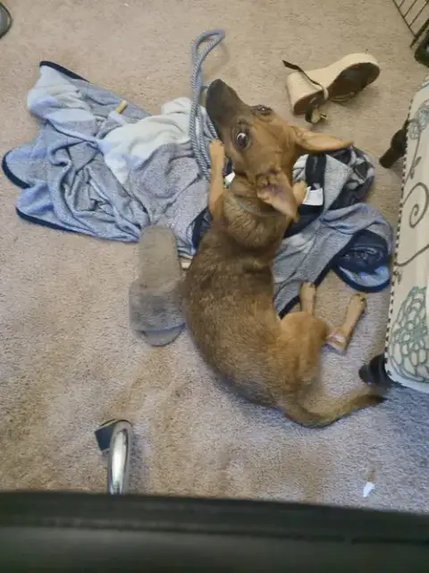Yoda photo 4