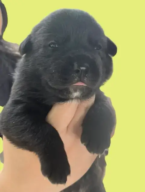 Momma Iris' Litter: Abigail