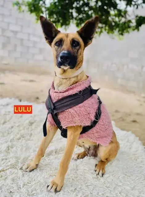 Lulu photo 3