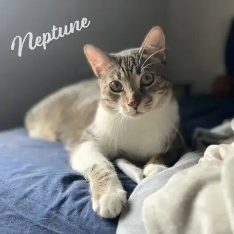 Neptune #Bonded-To-Mars