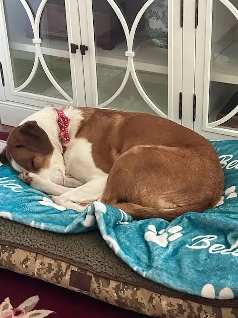 Bella photo 3