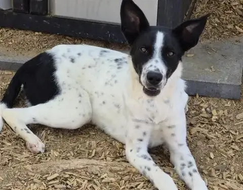 Max