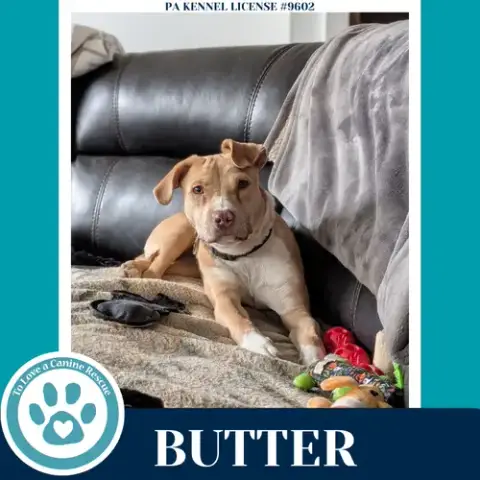 Butter