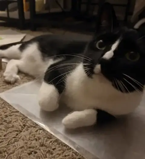 Mittens photo 4