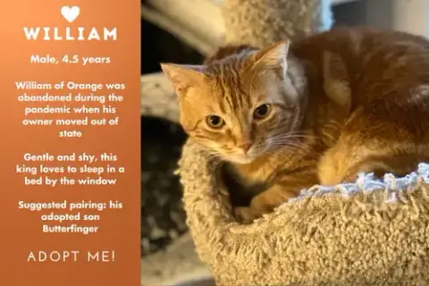 William Of Orange photo 2