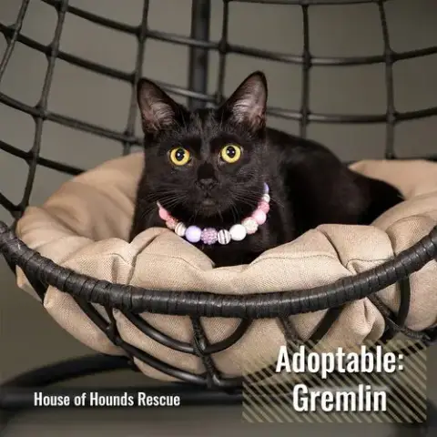 Gremlin Bi