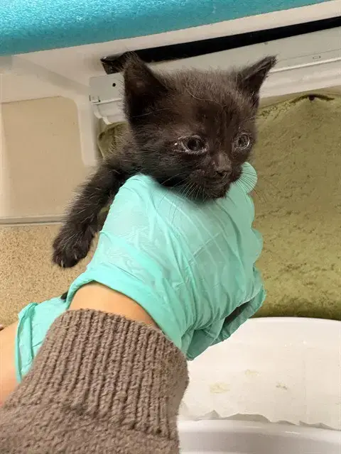 Salem