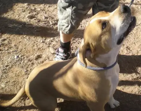 Sarge photo 2