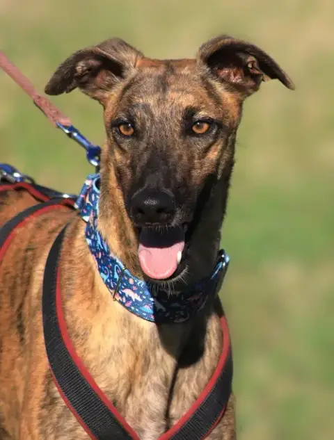 Rex
