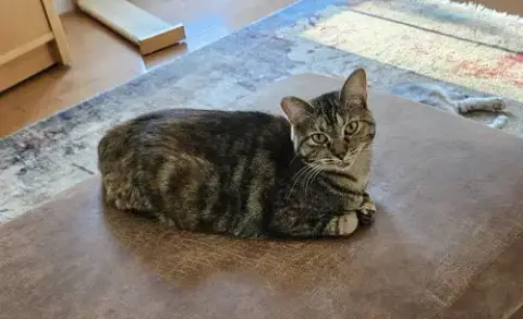 Molly photo 4
