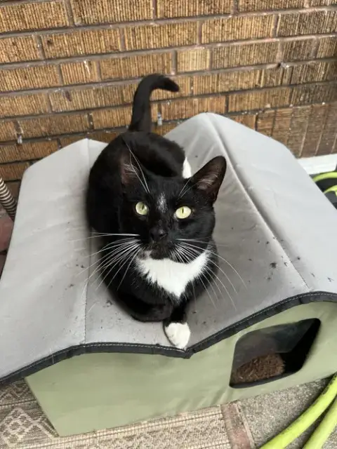 Tucksie photo 3