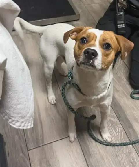 Beagle
