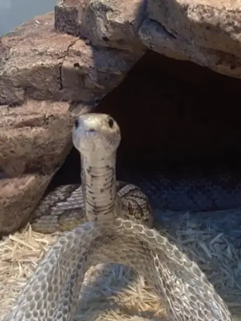 Houdini