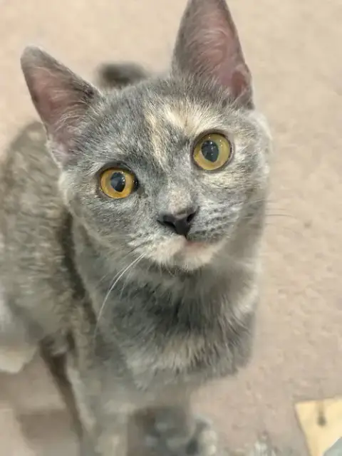 Petunia