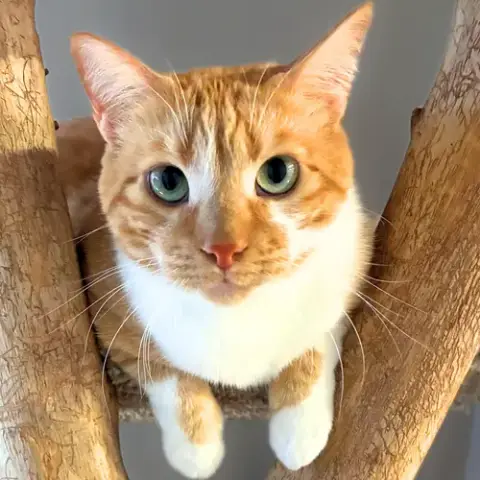 Lucius