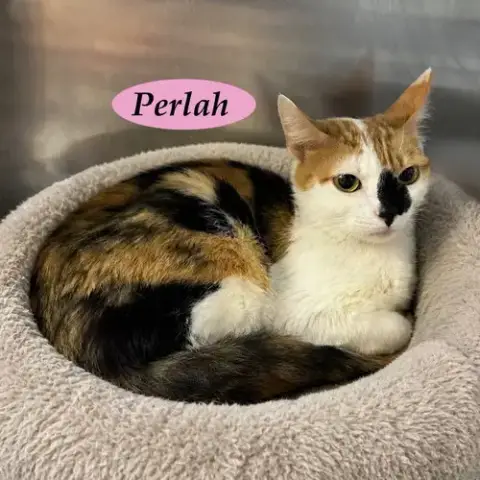 Perlah