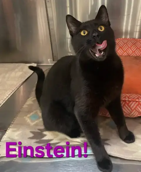 Einstein