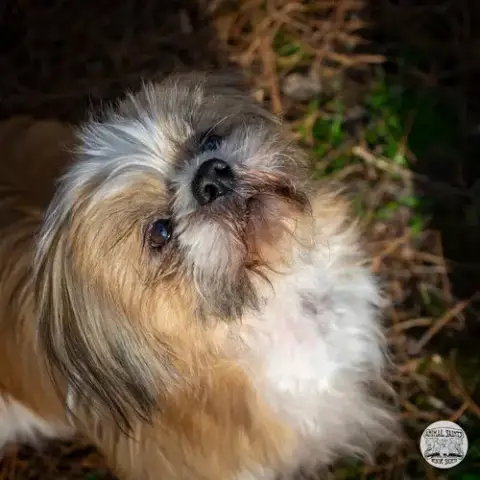 Toby photo 3