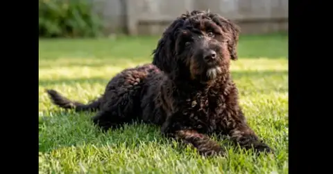 Corkie ~ Foster To Adopt