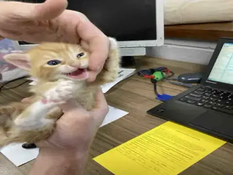 Peanuts