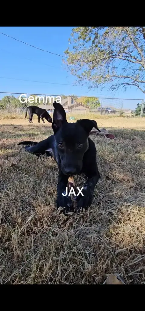 Jax