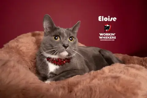 Eloise