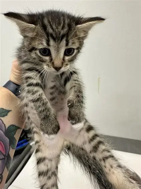 Huey