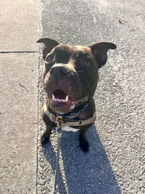 Elliot