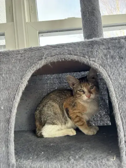 Lulu