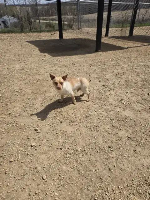 Bronko