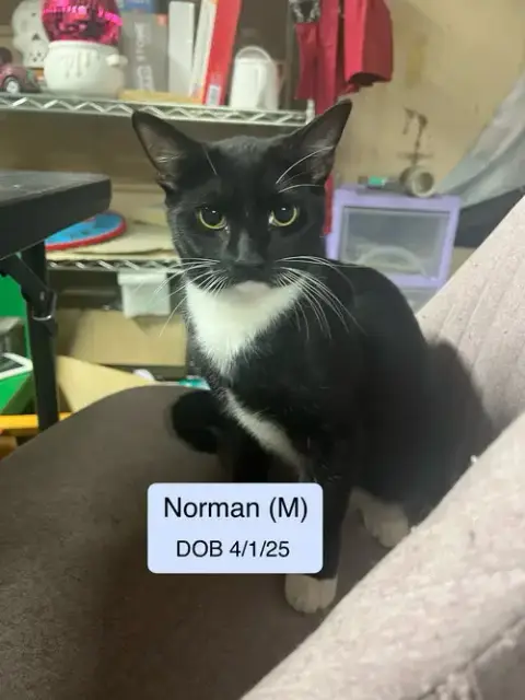 Norman
