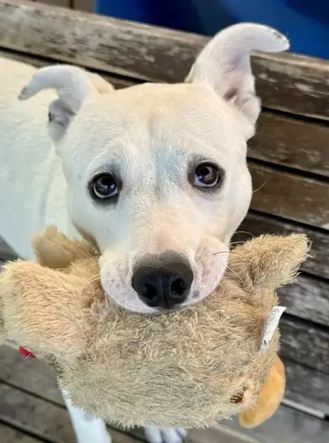 Coconut