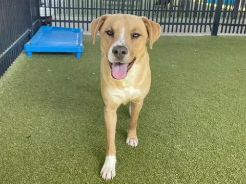 Daisy