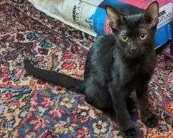 Gato photo 2