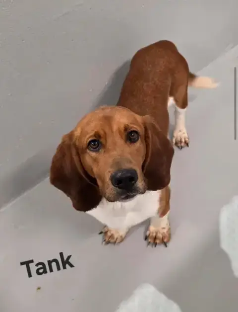 Tank photo 2