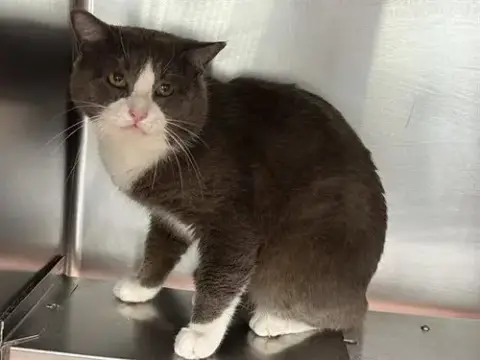 Tom