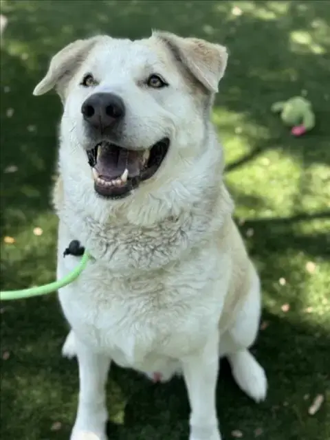 Max