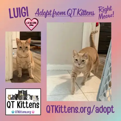 Luigi photo 4