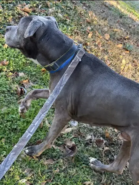 Dexter photo 5
