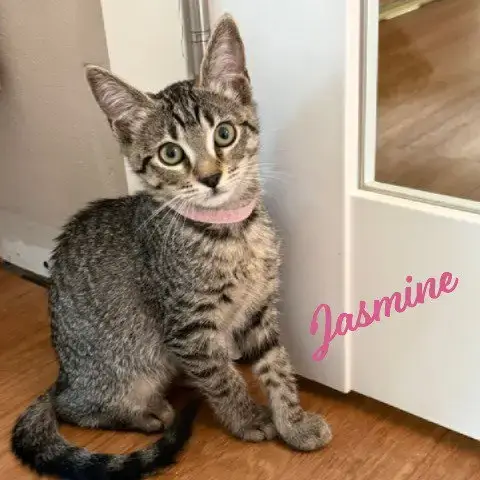 Jasmine #Tabby-Brigade