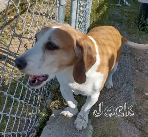 Jack & Sofee-In Foster Home! photo 5