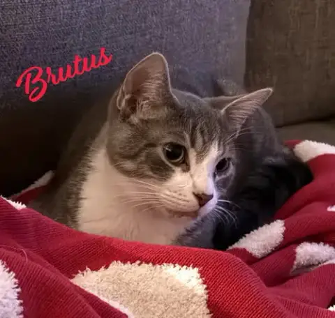 Brutus #Looking-4-Love
