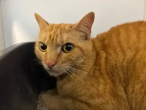 Ginger