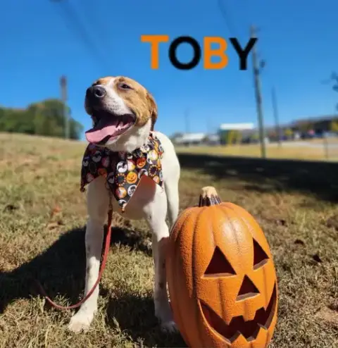 Toby photo 3