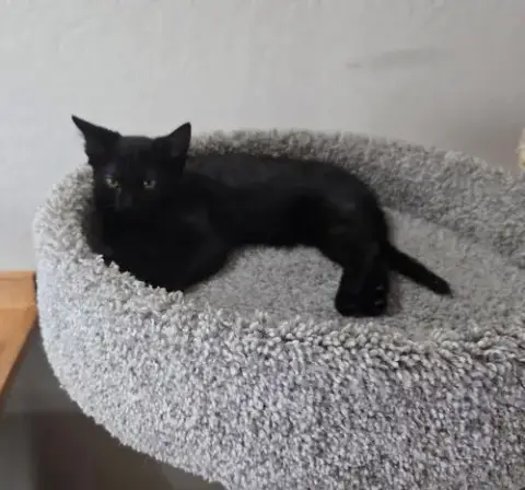Dani