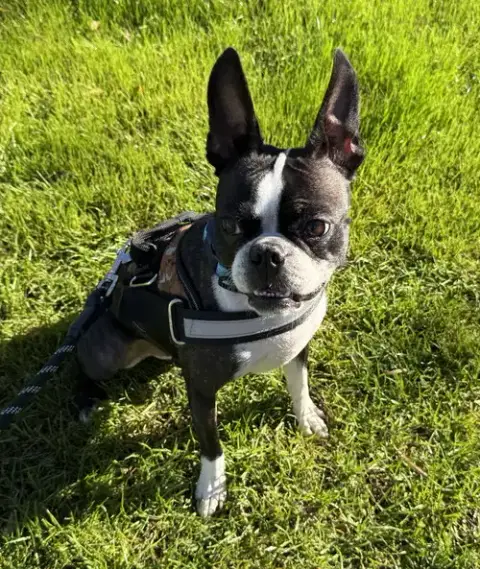 Mugsy photo 2
