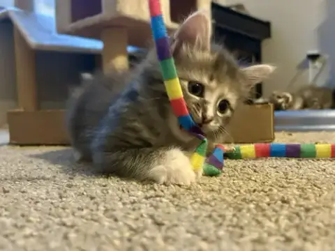 Fluffy photo 4